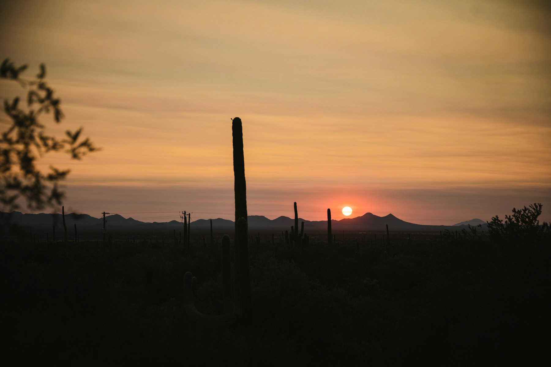 Saguaro cacti in the soft evening light of the Arizona desert